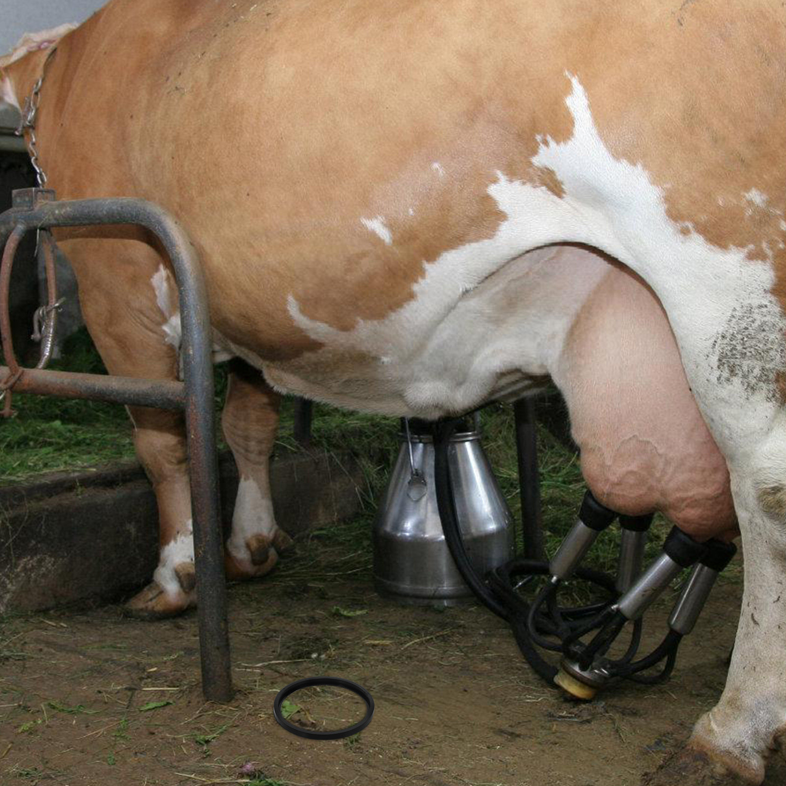 Akcesorium do dojarki: wymienn – Milking Machine recenzja i cena